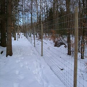 Deer Fencing