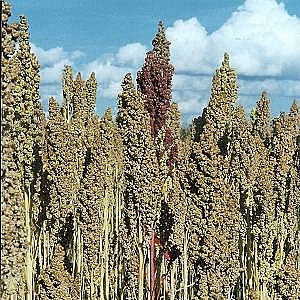Quinoa 2kg