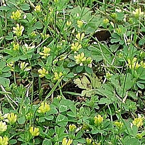 Yellow Blossom Clover 2kg