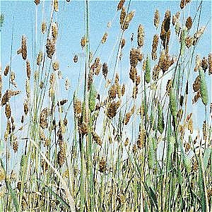 Canary Grass 2.5kg