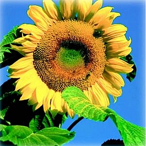 Standard Sunflowers 5kg