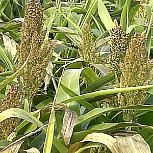 Dwarf Sorghum 10kg