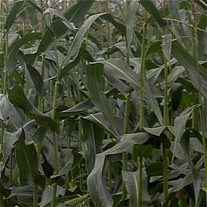 All Seasons Game Maize Acre Pack