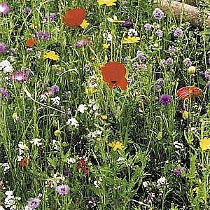 Proflora 8 Old English Meadow Mix 1kg