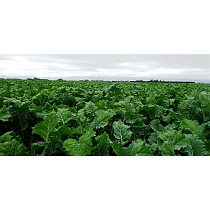 Spitfire Hybrid Forage Brassica 5kg