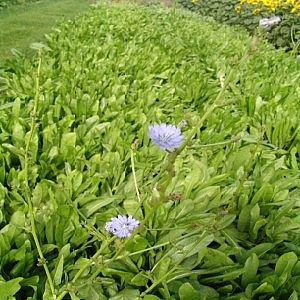 Perennial Chicory 2kg