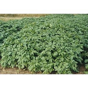 Organic Mustard 25kg