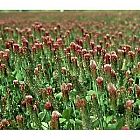 view Crimson Clover 2kg details