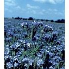 view Phacelia 5kg details