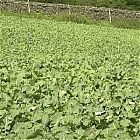 Surefire Kale Blend 2kg