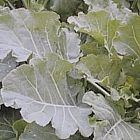 view Surefire Kale Blend 2kg details