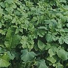 Forage Rape