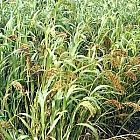 White Millet 5kg