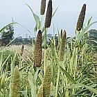 Ambush Millet 5kg