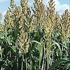 Giant Sorghum 10kg