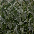 view All Seasons Game Maize Acre Pack details