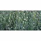 Brassica Carinata 2kg