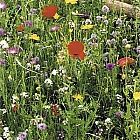 view Proflora 8 Old English Meadow Mix 1kg details