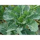 view Thousand Head Kale 1kg details