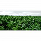 view Spitfire Hybrid Forage Brassica 5kg details