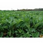 view Zoom Brassica Mixture 5kg details