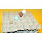 view 154 Egg Trays details