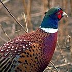 Pheasant Friendly Fencing